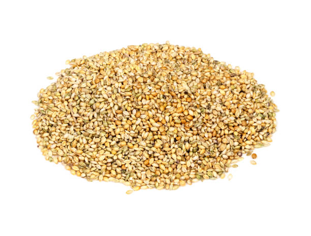 istock pile of unhulled foxtail millet seeds on white 1317415904