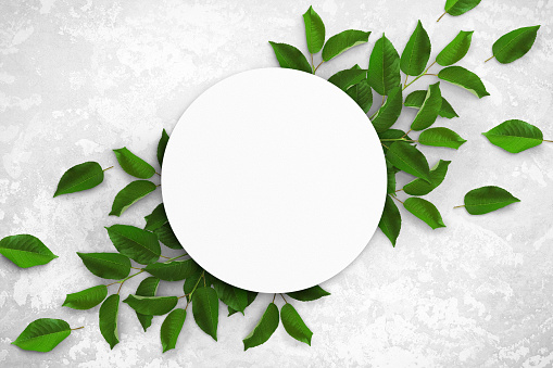 Composition of empty white circle watercolor sheet of paper and green leaves on a light gray concrete background. Advertising board, mockup on the wall. Flat lay, top view, copy space