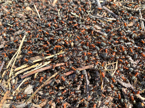 Red wood ants run around on the anthill.