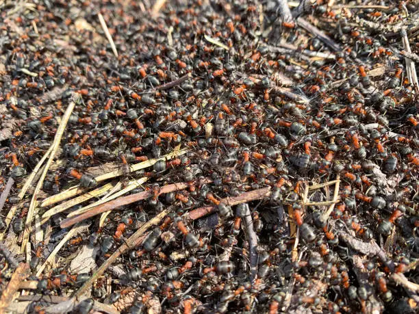 Photo of Red wood ants run around on the anthill.