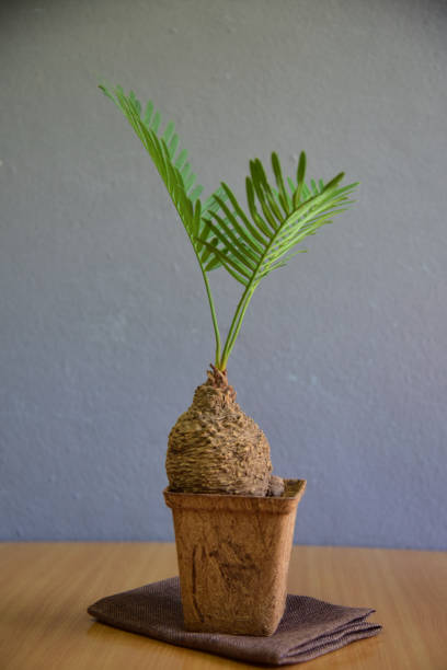 istock Cute indoor plants on gray wall. 1317416969