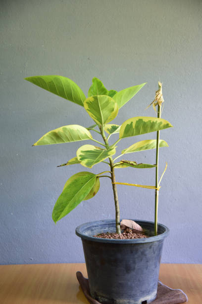 istock Cute indoor plants on gray wall. 1317417084