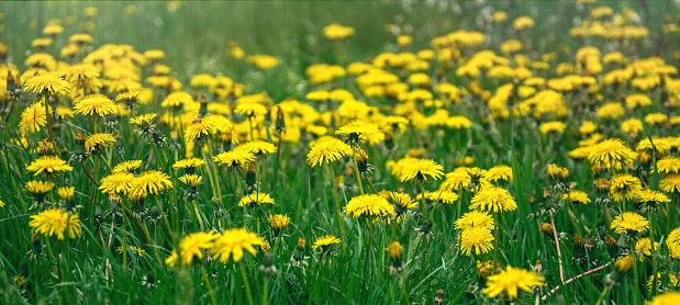 Fresh bright green lawn in the park, overgrown with weedy yellow flowering dandelions. Green garden grassy lawn and wild flowers on a sunny spring day. Natural background and texture