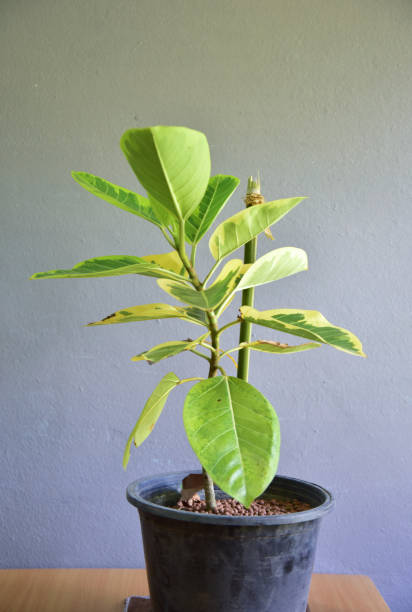 istock Cute indoor plants on gray wall. 1317417553