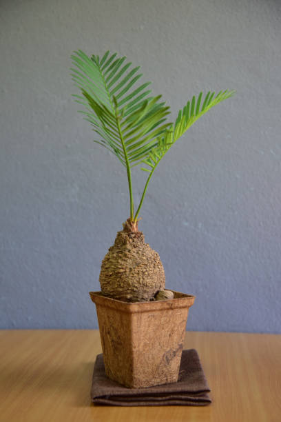 istock Cute indoor plants on gray wall. 1317418133