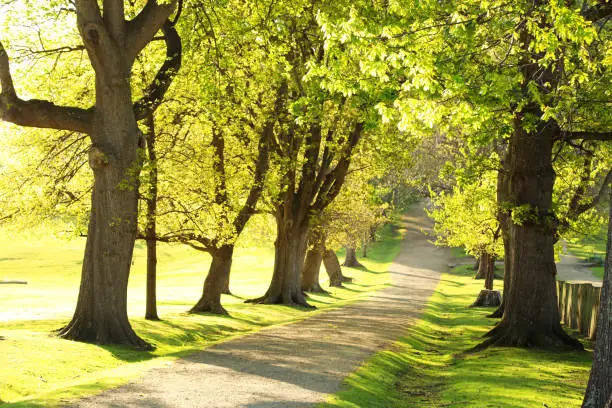 Beautiful green oak trees lining a path that leads uphill to an unkown destination. Spring morning or evening with light airy atmsophere.