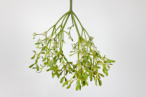 hanging branch of a apple tree mistletoe with white berries on isolated background