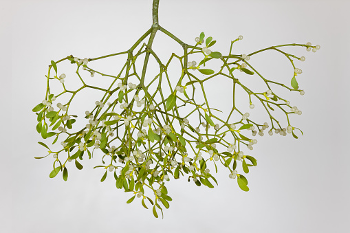 hanging branch of a apple tree mistletoe with white berries on isolated background