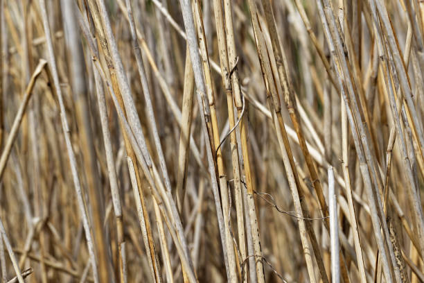 closeup of water reed texture details during winter