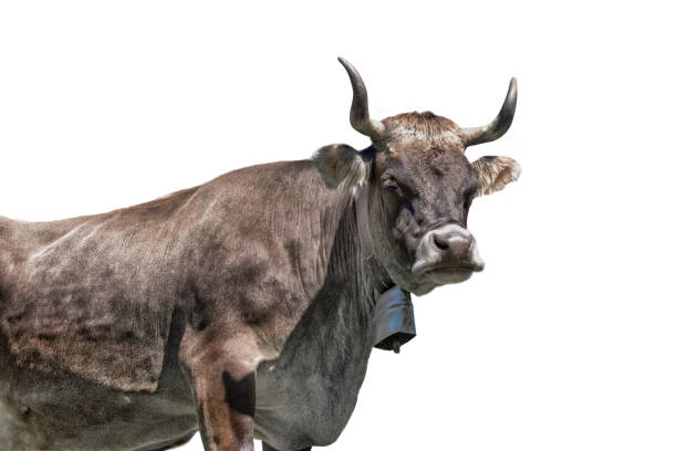 istock Tyrolese grey cow with a bell isolated on white background 1317418827