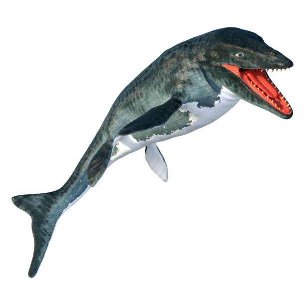 istock 3D illustration extinct reptile Mosasaur on white 1317419847