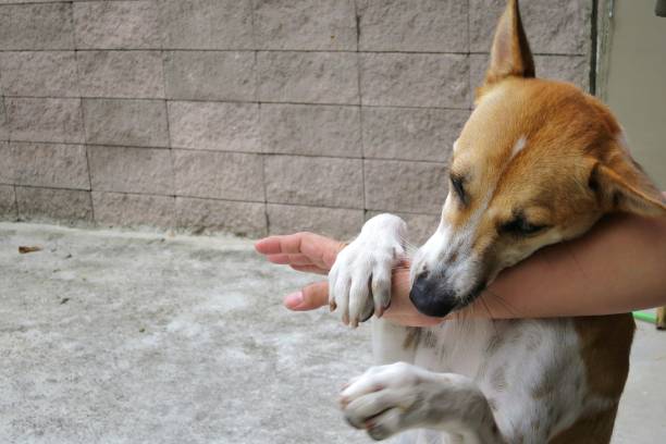 istock A cute white and brown dog bites in hand while playing with owner. 1317419920