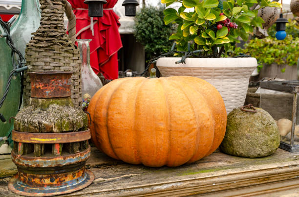 Little pumpkin growing on a pumpkin patch, Agricultural field site