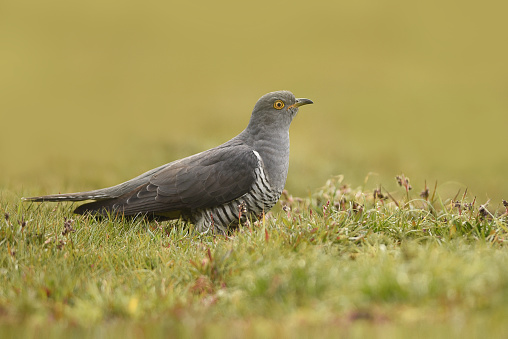 gray catbird in the green meadow