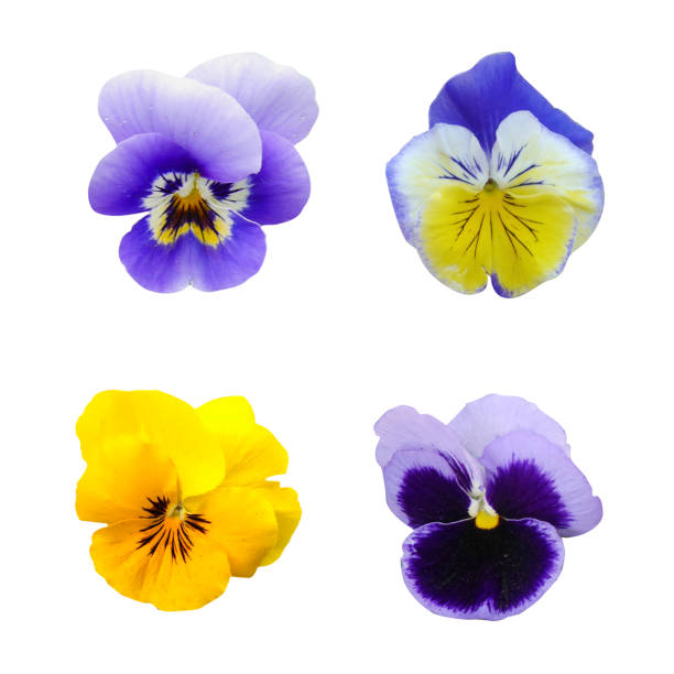 istock Pansy flower pink and yellow set on white isolated background 1317420204