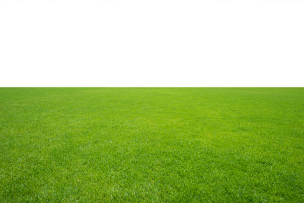 istock Green grass field isolated on white background. 1317420842