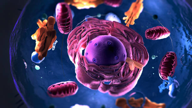istock Subunits inside eukaryotic cell, nucleus and organelles and plasma membrane - 3d illustration 1317420923