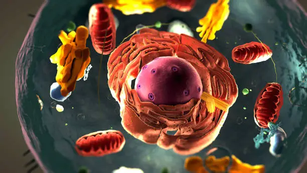 Photo of Subunits inside eukaryotic cell, nucleus and organelles and plasma membrane - 3d illustration