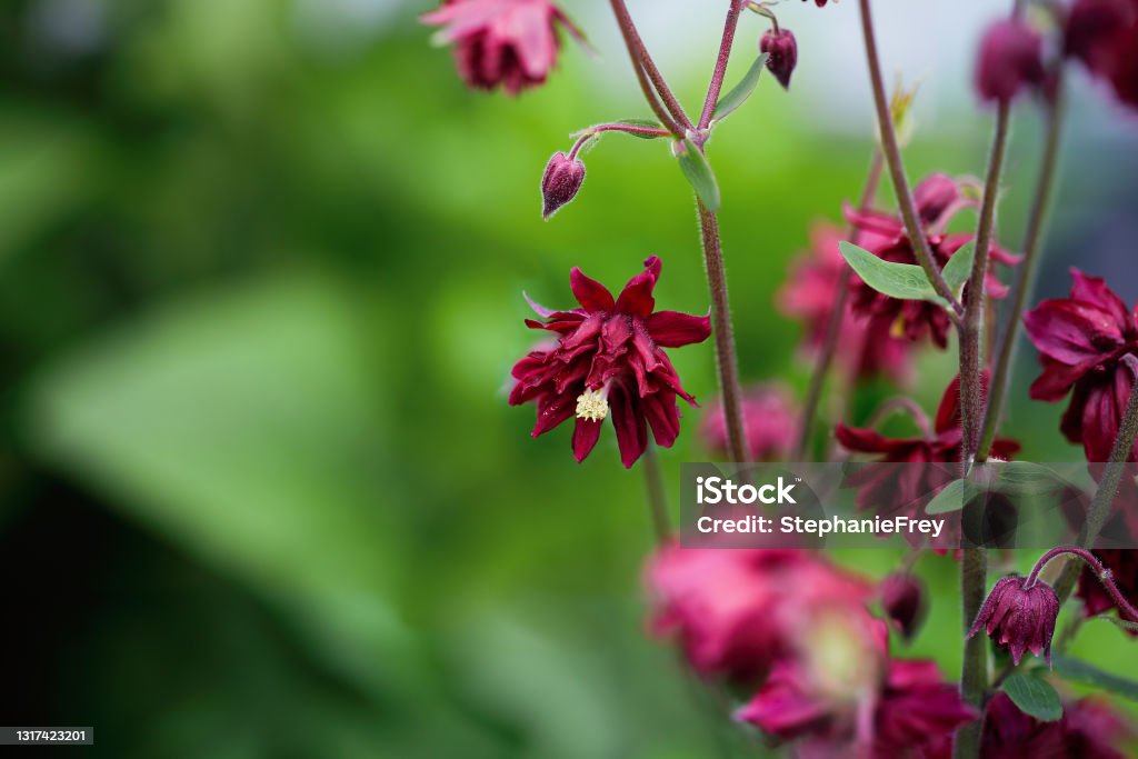Beautiful Aquilegia vulgaris 'Bordeaux Barlow' or 'Ruby Port'  Columbine blossoms Beautiful Aquilegia vulgaris 'Bordeaux Barlow' or 'Ruby Port'  Columbine blossoms in the flower garden. Selective focus with blurred background. Columbine Flower Stock Photo