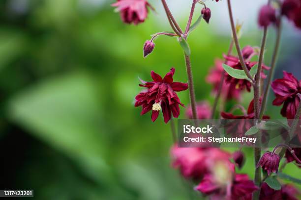 Beautiful Aquilegia Vulgaris Bordeaux Barlow Or Ruby Port Columbine Blossoms Stock Photo - Download Image Now
