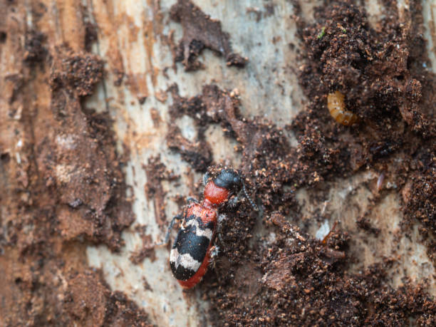 istock An ant-band beetle attached to a tree trunk in the hunt for bark beetles. 1317423464