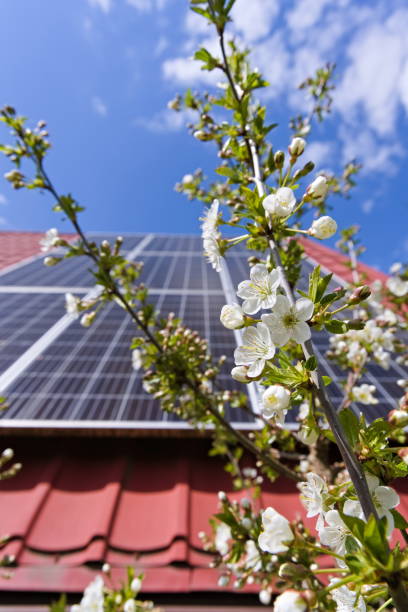 istock Photovoltaic panels on a slanted roof and fruit tree flowers 1317423607
