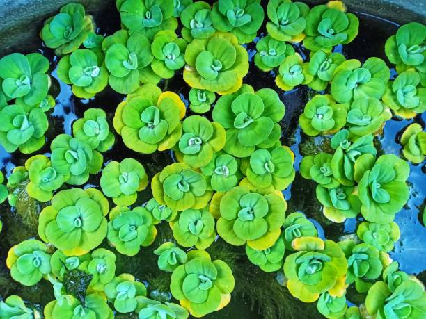 апу-апу (pistia stratiotes), очиститель воды декоративные растения - water lettuce plant water plant water стоковые фото и изображения