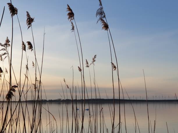 istock Play of colors on the waterfront with reed 1317424531