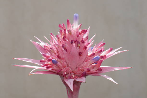 Belle fleur d'Aechmea Fasciata Aechmea Fasciata. Bromeliad. Pink flower. Close-up front view aechmea fasciata stock pictures, royalty-free photos & images