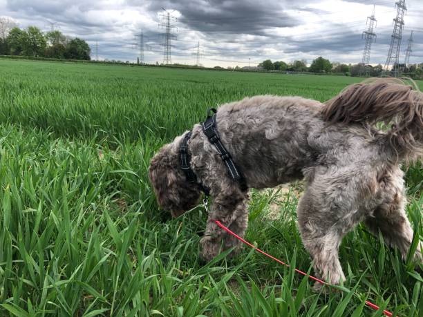 istock Almost completely shorn brown dog on the walk 1317425593