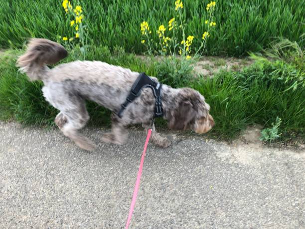 istock Almost completely shorn brown dog on the walk 1317425603