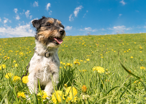 Cute Jack Russell Terrier dog are sitting in a meadow with dandelions in spring in front of blue background.  3 years old