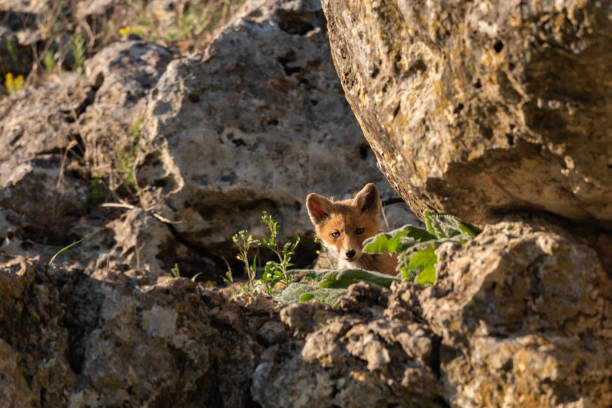 istock Young Red Fox looks out of his burrows. Vulpes vulpes 1317426773