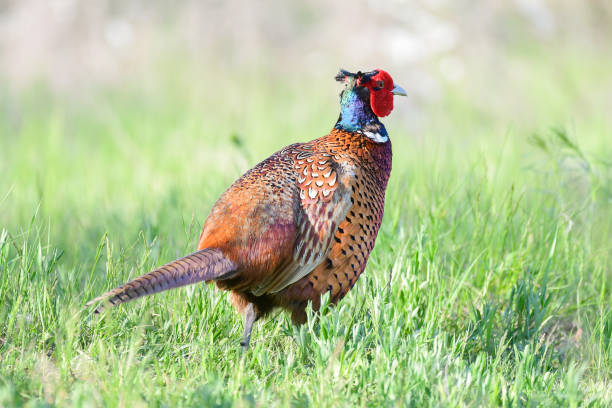istock Ringneck Pheasant, Phasianus colchicus in the habitat 1317426807