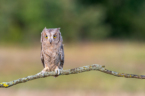 Scops Owl europeo, Scops Otus. En la naturaleza photo