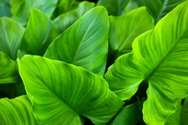 (Selective, soft focus) Close-up view of some Arum-lily leaves forming a green natural background. Zantedeschia aethiopica, commonly known as calla lily, is a species of flowering plant in the family Araceae