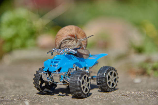 istock A grape snail on a blue toy ATV. Selective focus on the snail's head. 1317429333