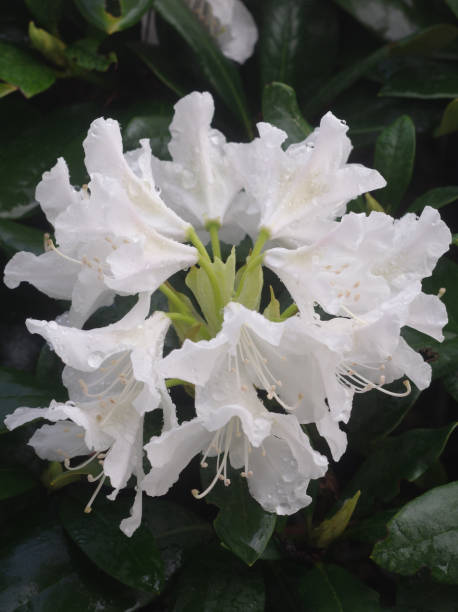 White rhododendron flowers after rain stock photo