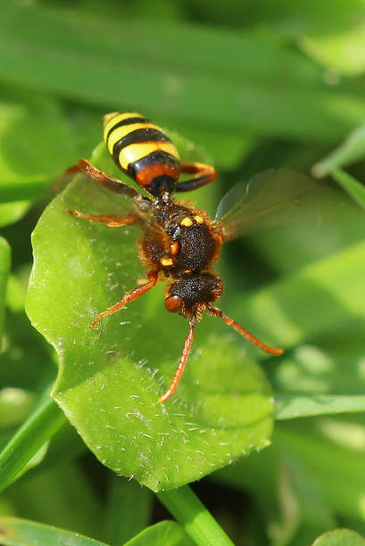 istock Nomad carrot hair (Nomada lathburiana) 1317429586