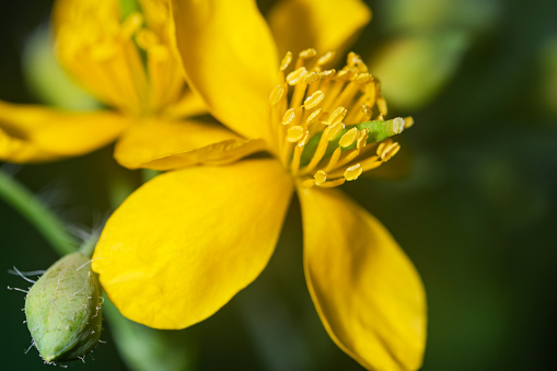 Medicinal plant folk medicine herb celandine spring flowering close-up macro photography