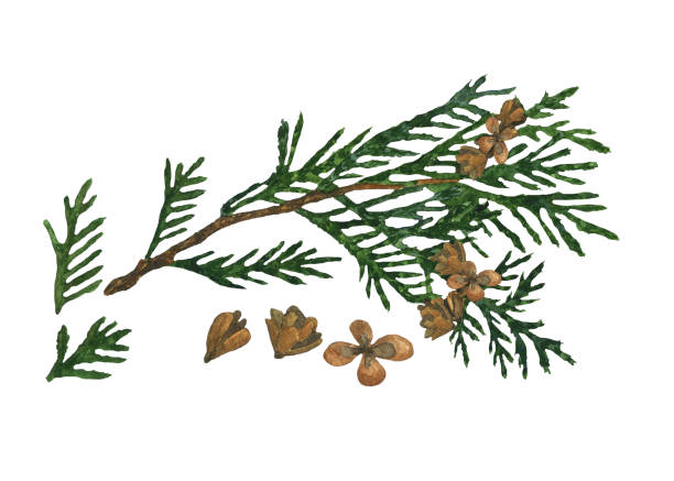 istock Watercolor cypress or thuja branch with cones isolated on white background. Hand drawing illustration of evergreen tree twig. Perfect for medical, health care design, print. Clip art. 1317431758