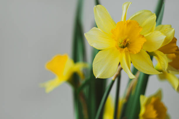 Beautiful yellow daffodil flower on blurred sky background in minimal style closeup Spring nature blooming greeting card