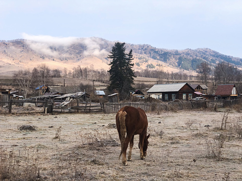 Horse graze on the farm. Rural landscape in warm colors.