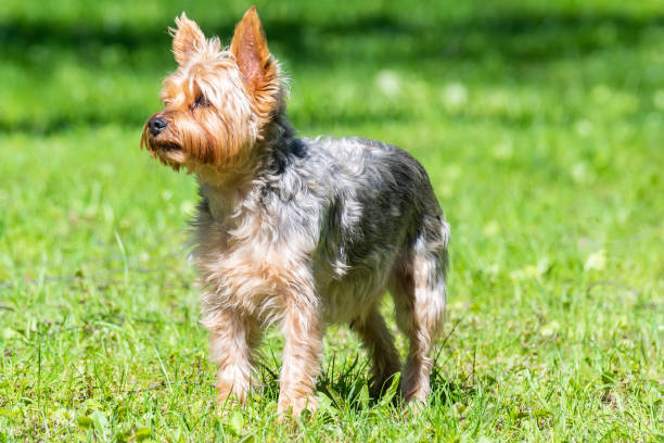 istock Female Yorkshire Terrier dog. 1317433503