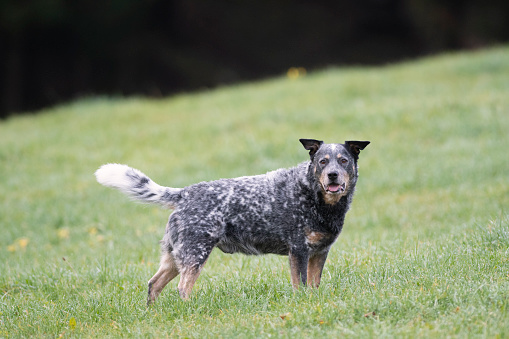 Purebred australian cattle dog in standing position. He is waiting in the middle of the meadow and guarding a herd of cows.