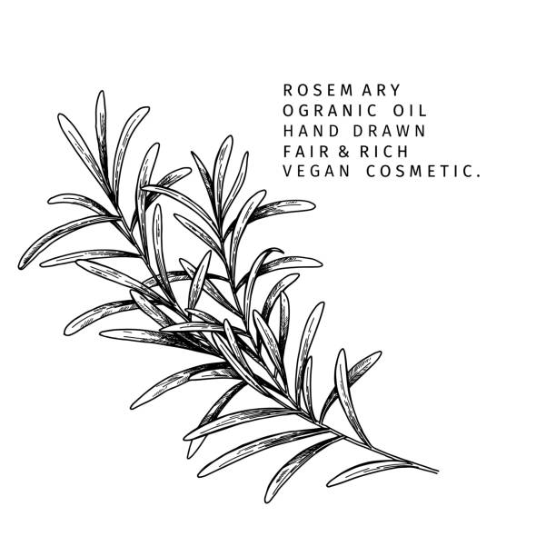 ilustrações de stock, clip art, desenhos animados e ícones de hand drawn rosemary branch. vector engraved illustration. spicy aromatic herb. food ingredient, aromatherapy, cooking. for cosmetic package design, medicinal plant, treating, healthcare. - rosemary