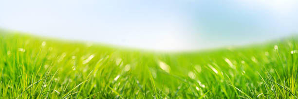 istock Banner 3:1. Fresh green grass against blue sky. Abstract spring background. 1317434629