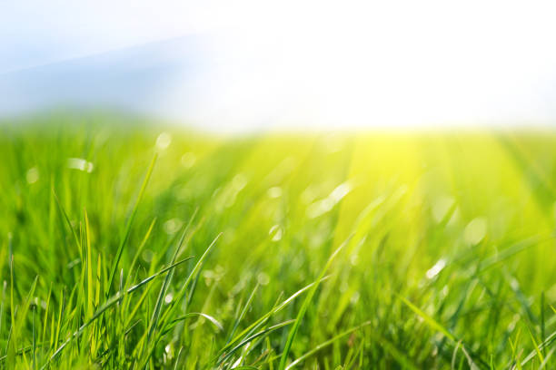 istock Fresh green grass against blue sky and sun beams. Abstract spring background. 1317434699