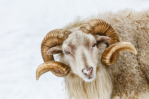 Portrait of a ram