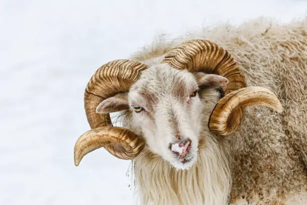 Photo of Portrait of a ram
